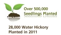 over 245,000 seedlings planted